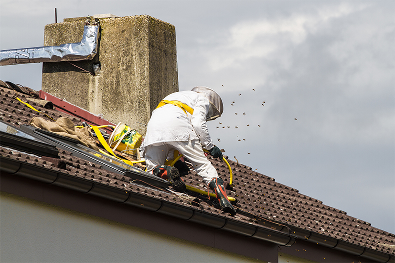 Bee Pest Control in Ealing Greater London