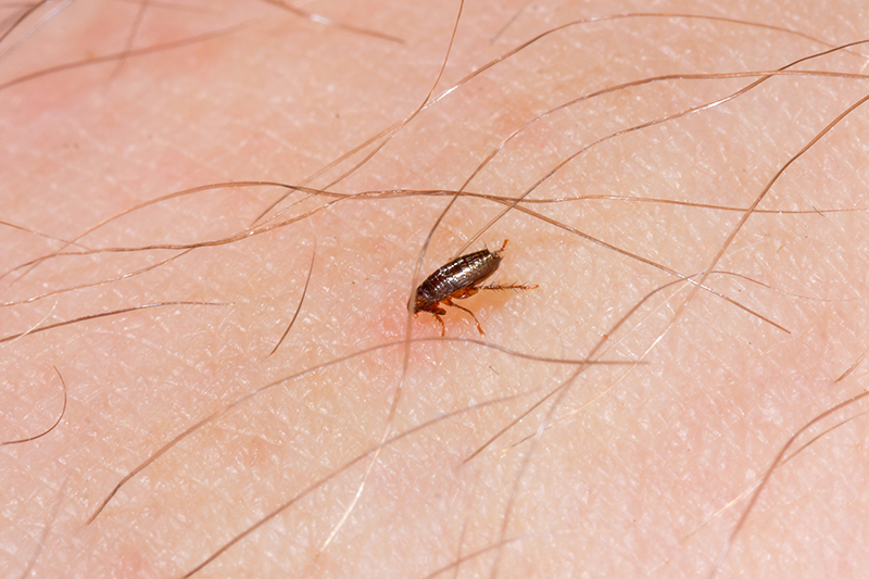 Flea Pest Control in Ealing Greater London